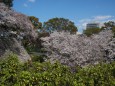 久留米城址に満開桜