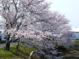 川沿いの桜