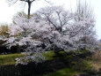 川沿いの桜