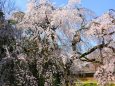 醍醐寺桜