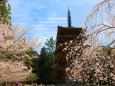 醍醐寺桜