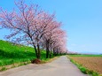 江上の桜並木