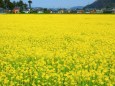 舟枝町の菜の花畑