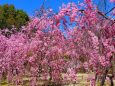 平安神宮桜