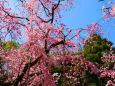 平安神宮桜