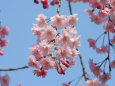 桜 sakura18 枝垂れ桜