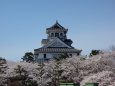 長浜城の桜①
