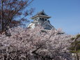 長浜城の桜②