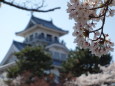 長浜城の桜③