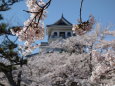 長浜城の桜④