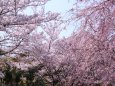 満開のしだれ桜