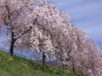 散歩道に咲く枝垂れ桜