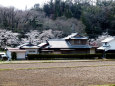 一軒家と桜