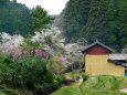 山村に咲いている桜