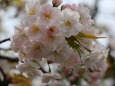 造幣局桜の通り抜け桜