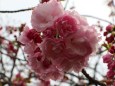 造幣局桜の通り抜け桜