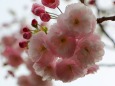 造幣局桜の通り抜け桜