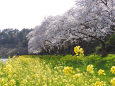桜 sakura22 ナノハナと