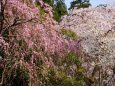 西雲寺の枝垂れ桜 