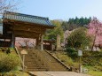 春の西雲寺山門