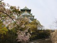 大阪城桜