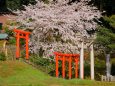 多禰神社の鳥居と桜