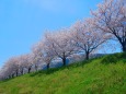 日野川堤防の桜並木