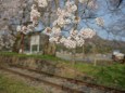 陶の谷駅跡の桜