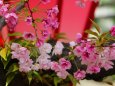 造幣局桜の通り抜け桜