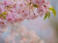 八重枝垂れ桜 