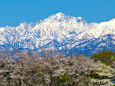 神通川水辺プラザの桜