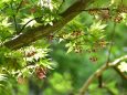 モミジの花も満開