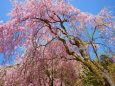 山竹田の枝垂れ桜