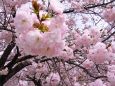 千曲川堤の一葉桜