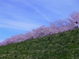 千曲川堤の桜並木