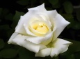 香りの薔薇ヨハネパウロ2世