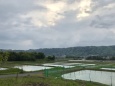 田植えの時期