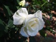 ホワイト薔薇