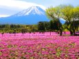 本栖湖芝桜