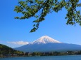 新緑の富士山