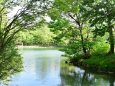 中島公園 菖蒲池