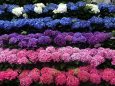 白山神社紫陽花祭