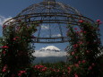 バラに富士山