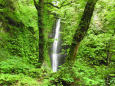 初夏の緑に囲まれる桂の滝2