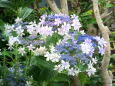 庭先の紫陽花