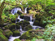 渓流 夏 雨滝