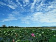 福島潟・夏