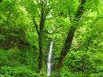初夏の緑に囲まれる桂の滝7