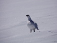 立山の白雷鳥4