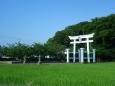 田んぼの中の白い鳥居